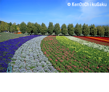 富良野・美瑛4